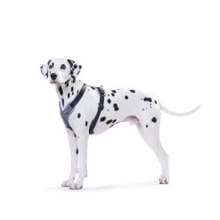 Hunter Geschirr Neopren Schwarz/Grau -Haustierzubehör 41653 hunter geschirr neopren schwarz grau 00