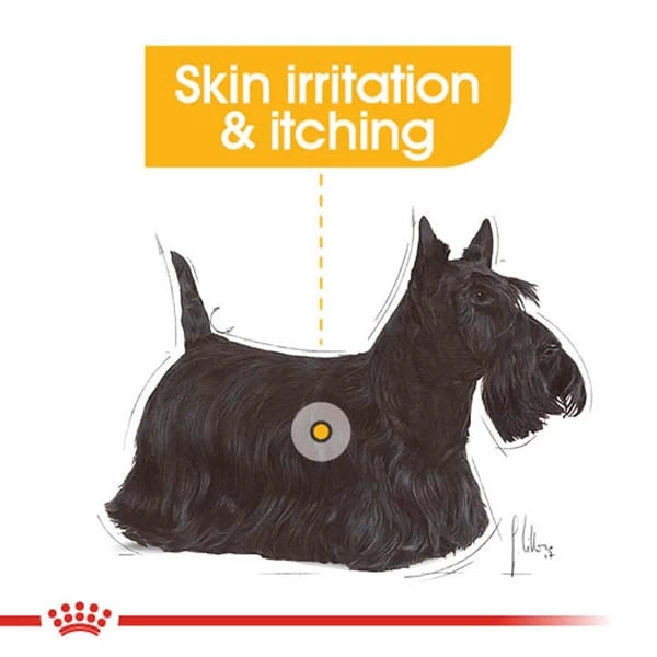 ROYAL CANIN DERMACOMFORT Nassfutter Für Hunde Mit Empfindlicher Haut 12x85g 2 ROYAL CANIN DERMACOMFORT Nassfutter Für Hunde Mit Empfindlicher Haut 12x85g – Bild 2