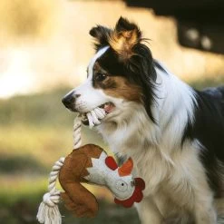 DUVO+ Farm Friends Ruby Rooster 37cm -Haustierzubehör duvoplus farm friends ruby rooster 37cm web 3