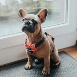 Hunter Geschirr Divo Rot -Haustierzubehör hunter geschirr divo 2608ac28060b7a