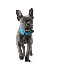 Hunter Halsung Divo Grau 11 Hunter Halsung Divo Grau -Haustierzubehör hunter halsung divo 1608ac25556d68