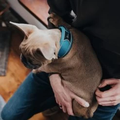 Hunter Halsung Divo Grau 12 Hunter Halsung Divo Grau -Haustierzubehör hunter halsung divo 2608ac2563e7bd