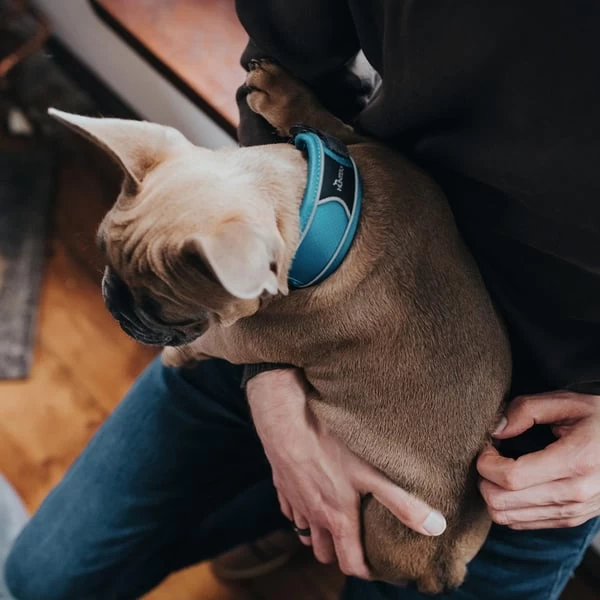 Hunter Halsung Divo Grau 5 Hunter Halsung Divo Grau – Bild 5