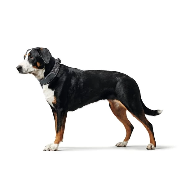 Hunter Halsung Divo Grau 6 Hunter Halsung Divo Grau – Bild 6