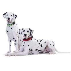 Hunter Neopren Vario Plus Halsung Rot/schwarz 8 Hunter Neopren Vario Plus Halsung Rot/schwarz -Haustierzubehör hunter neopren vario plus halsung rot schwarz 2