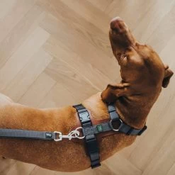 Hunter Verstellbare Führleine Divo Grau -Haustierzubehör hunter verstellbare fuehrleine divo grau 4