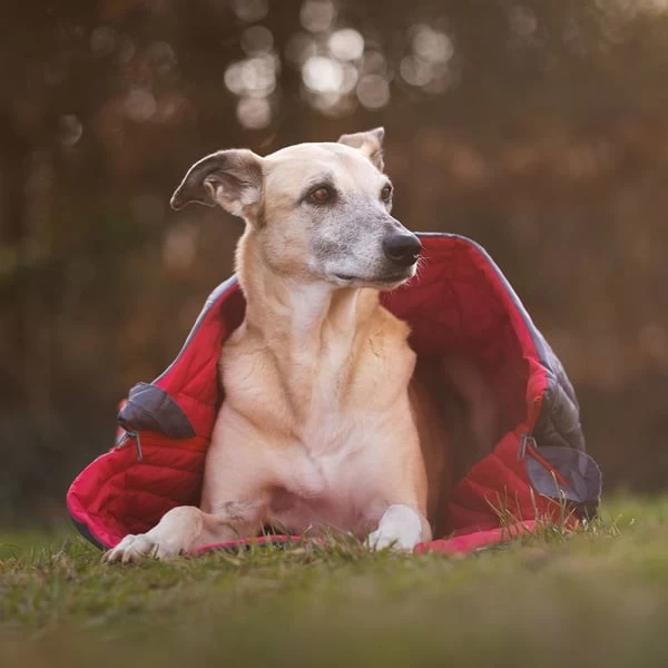 IEnergy JUL Schlafsack Für Hunde 6 IEnergy JUL Schlafsack Für Hunde – Bild 6