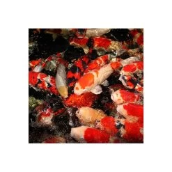 JBL PROPOND Staple M 11kg + Futtertonne Gratis -Haustierzubehör jbl propond staple m fischeWovRijMq1rqJf