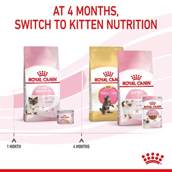 ROYAL CANIN MOTHER & BABYCAT Katzenfutter Für Tragende Katzen Und Kitten 6 ROYAL CANIN MOTHER & BABYCAT Katzenfutter Für Tragende Katzen Und Kitten – Bild 6
