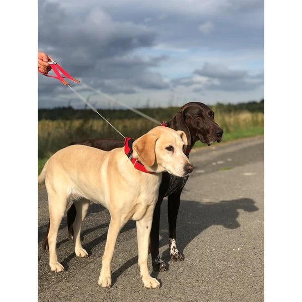 WowWow Professional Halsband Blau 6 WowWow Professional Halsband Blau – Bild 6