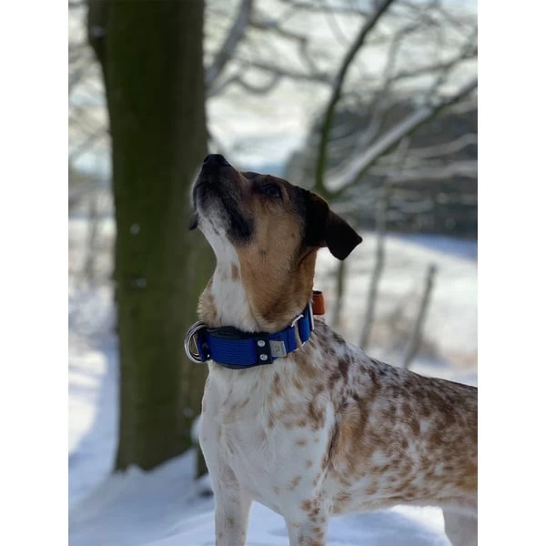 WowWow Professional Halsband Blau 7 WowWow Professional Halsband Blau – Bild 7