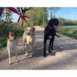 WowWow Professional Halsband Blau 21 WowWow Professional Halsband Blau -Haustierzubehör wowwow halsband alle 4