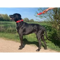 WowWow Professional Halsband Blau 22 WowWow Professional Halsband Blau -Haustierzubehör wowwow halsband alle 5