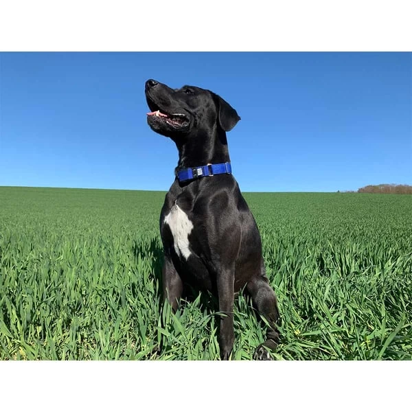 WowWow Professional Halsband Blau 5 WowWow Professional Halsband Blau – Bild 5