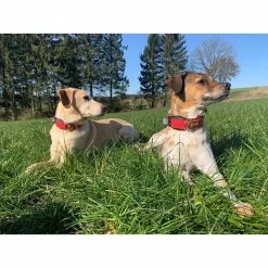 WowWow Professional Halsband Blau 23 WowWow Professional Halsband Blau -Haustierzubehör wowwow halsband alle 7