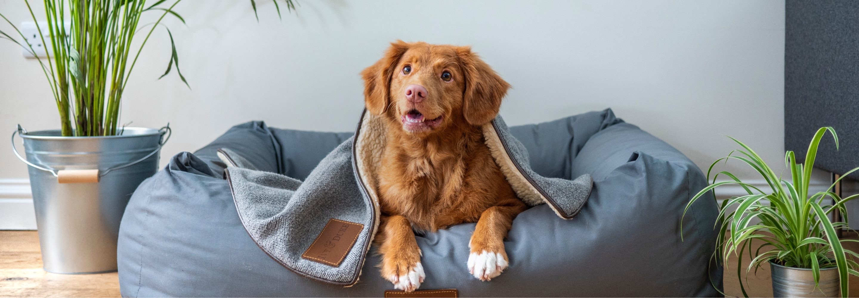 Haustierzubehör -Haustierzubehör