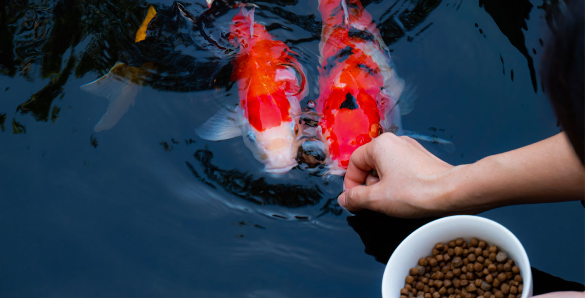 Haustierzubehör -Haustierzubehör