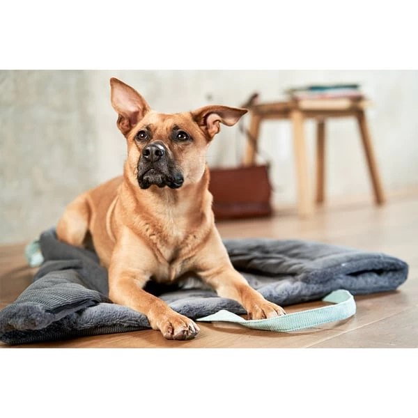 ZooRoyal Reisedecke Carl Anthrazit 120 X 85 Cm 15 ZooRoyal Reisedecke Carl Anthrazit 120 X 85 Cm – Bild 15